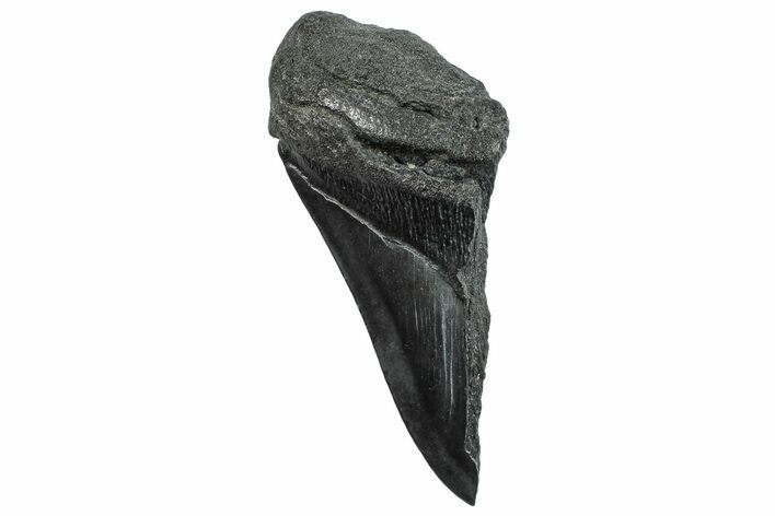 Partial Fossil Megalodon Tooth - South Carolina #293966